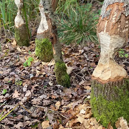 Wasserburg Turow לינה וארוחת בוקר Glewitz